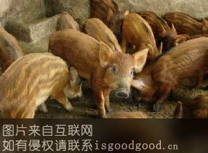 秦巴野猪肉特产照片