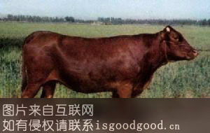 岭南牛特产照片