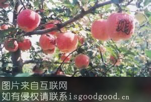 九州龙苹果特产照片