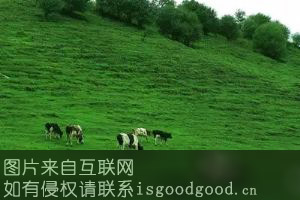凉州黄白花牛特产照片
