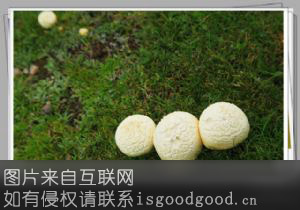 刚察黄蘑菇特产照片