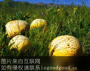草原黄蘑菇特产照片