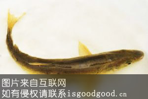 青海花斑裸鲤特产照片