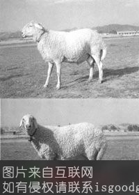 大尾羊特产照片