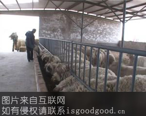 灵武山草羊特产照片