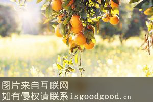 广西柑橙特产照片