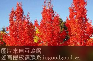 四明山红枫特产照片