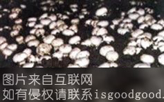 新当湖鲜蘑菇特产照片