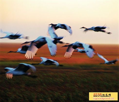 兴凯湖观鸟景区景点照片