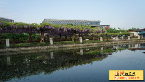 嘉定紫藤园景点照片