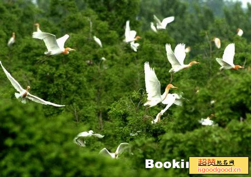 洪泽农场鸟类自然保护区景点照片