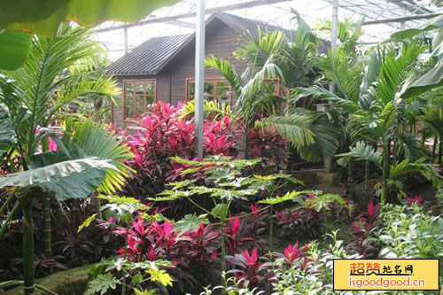 呀路古热带植物园景点照片
