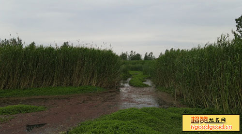 泗县沱河省级自然保护区景点照片