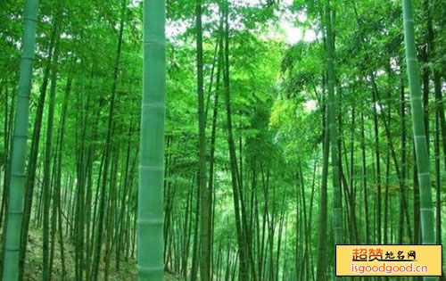 竹种园景点照片