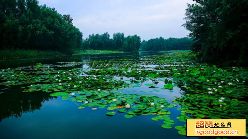 台儿庄运河湿地公园景点照片
