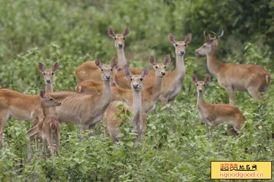 邦溪坡鹿自然保护区景点照片
