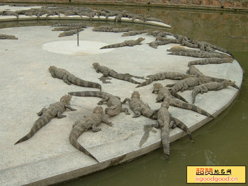 南泰鳄鱼湖动物园景点照片