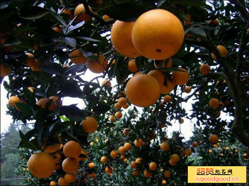 橙满园景点照片