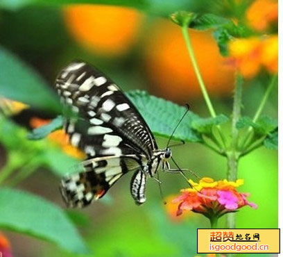 昆明世界蝴蝶生态园景点照片