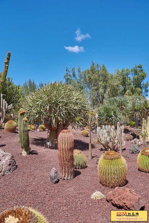 沙漠植物风情园景点照片