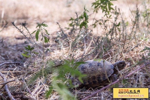 四爪陆龟自然保护区景点照片