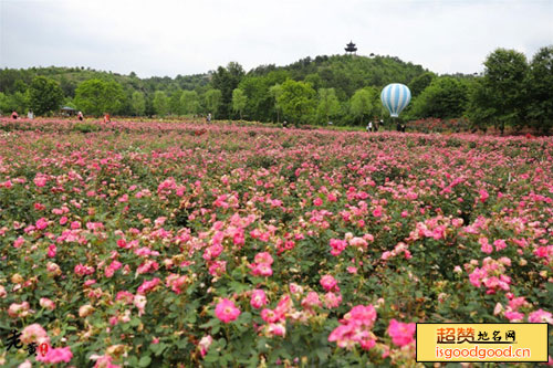 木兰玫瑰花园景点照片