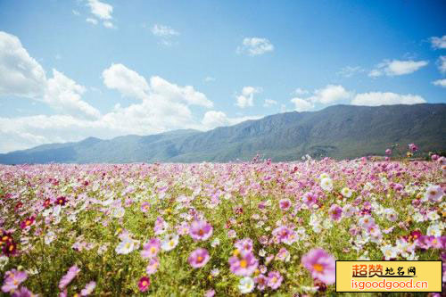 格桑花海景点照片