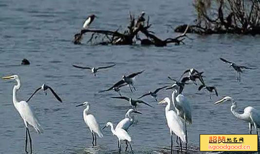 三亚河鸟类自然保护区景点照片