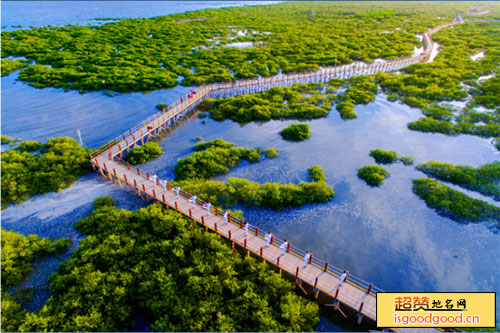 金海湾红树林景点照片