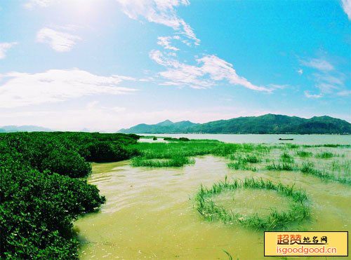 陈岱附近景点漳江口红树林国家级自然保护区