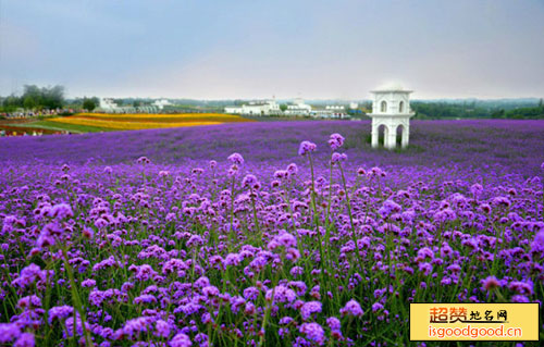 紫颐香薰山谷景点照片