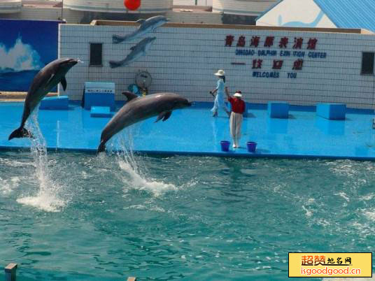 青岛海豚表演馆景点照片