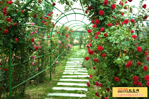 苏州中国花卉植物园景点照片