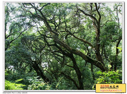 东川千年香榧古树群景点照片